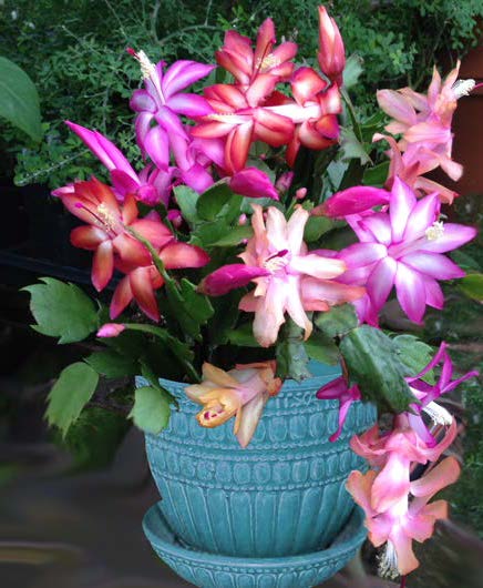 Trio of Holiday Cactus