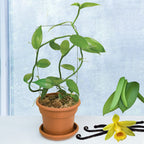 Vanilla Bean Orchid - Vanilla Vine