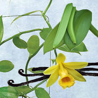 Vanilla Bean Orchids