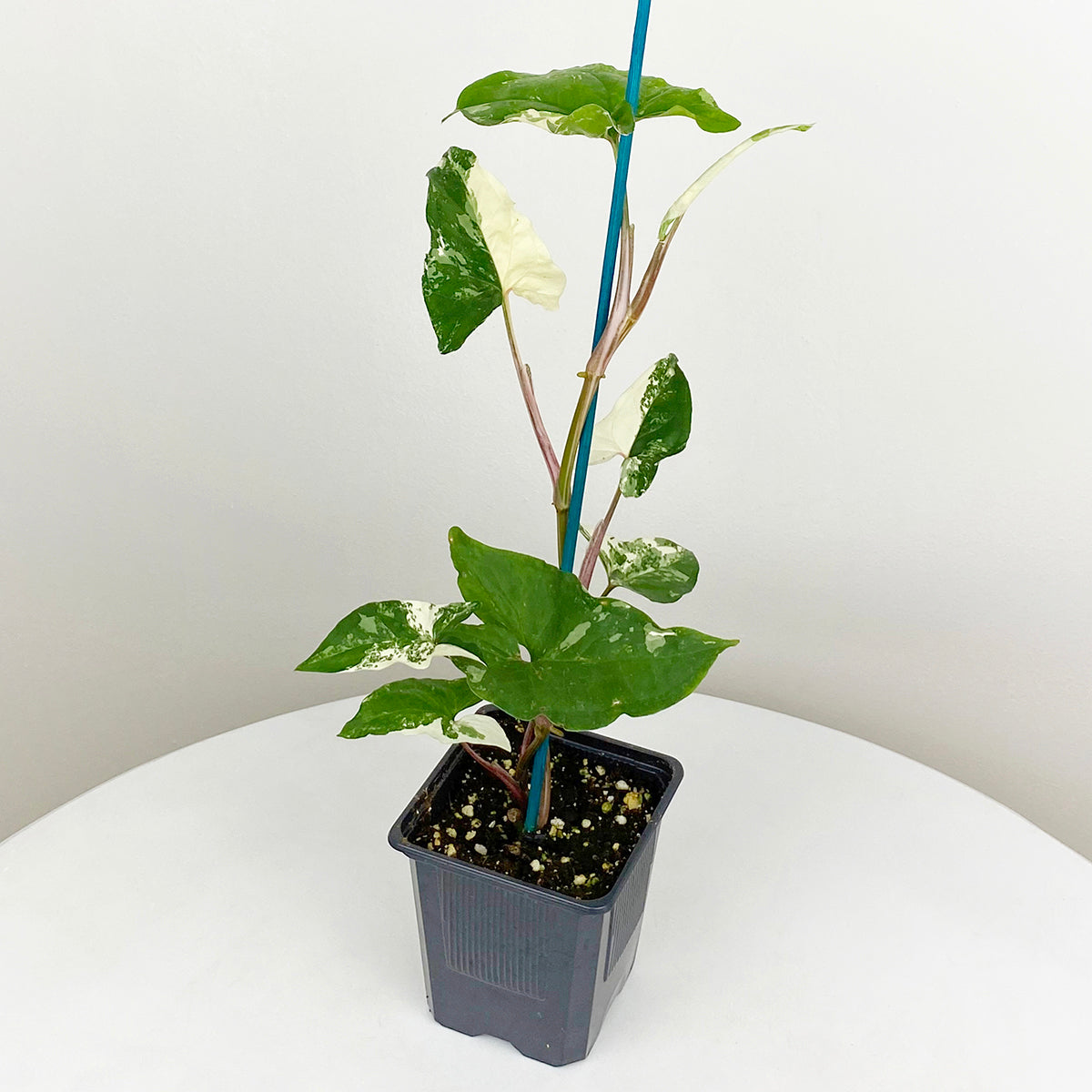 Variegated Arrowhead Vine (Syngonium podophyllum albo-variegatum)