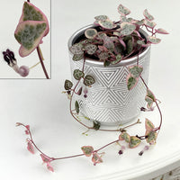 Ceropegia
