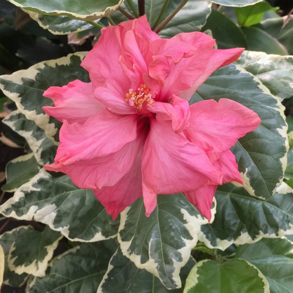 Variegated Pink Hibiscus plant for sale