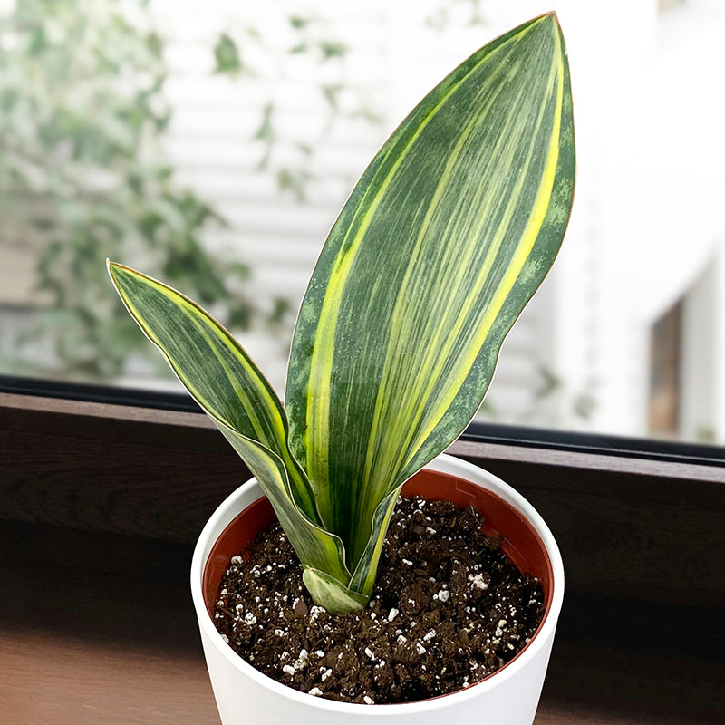 Variegated Whale’s Fin Sansevieria