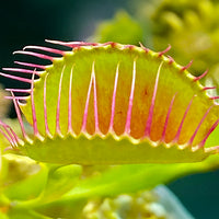 Carnivorous Plants