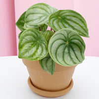 Peperomia