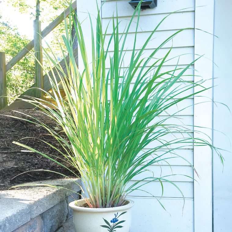 West Indian Lemon Grass for sale