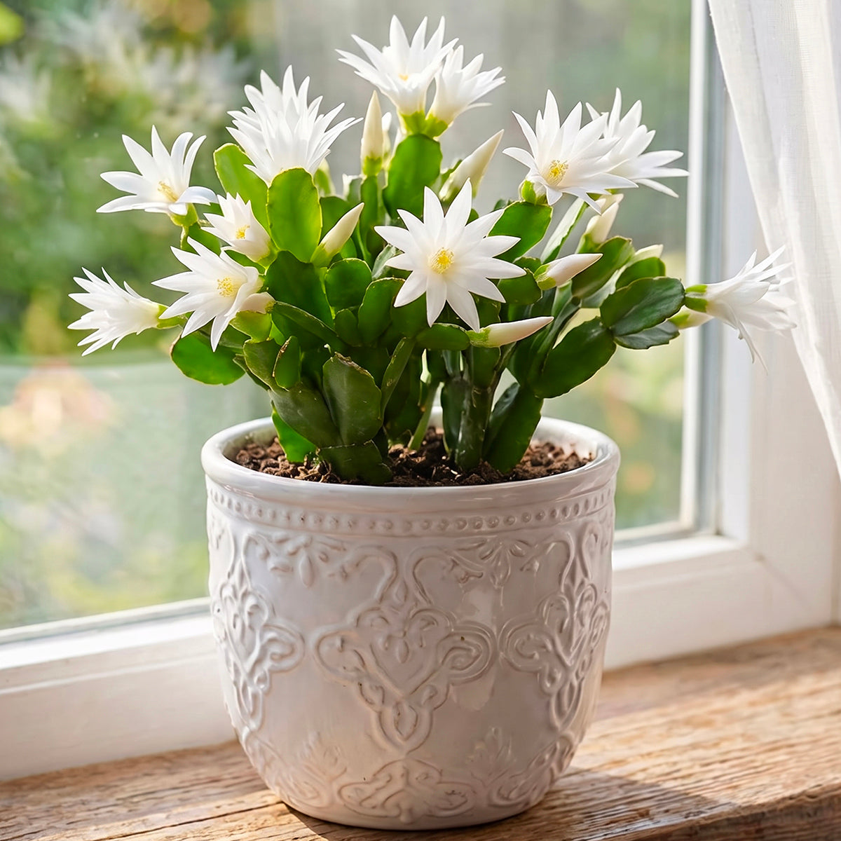 White Easter Cactus ‘Sirius’ PP plant for sale