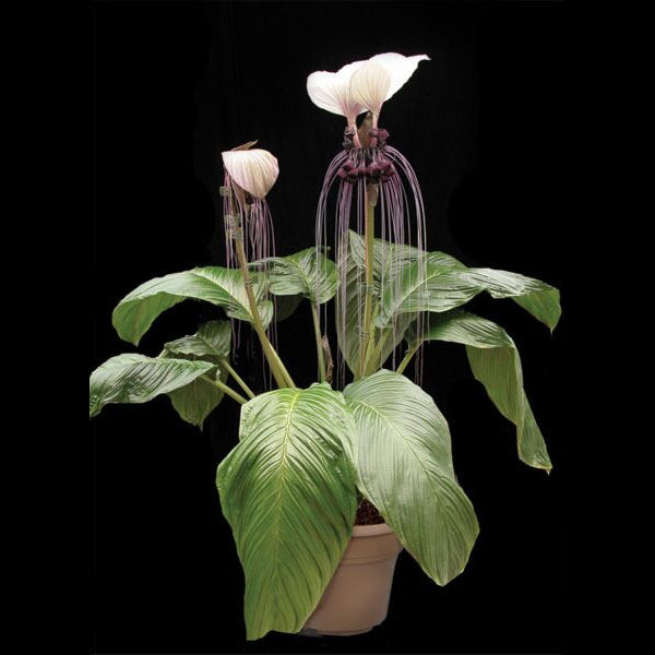 White Bat Flower  (Tacca integrifolia)