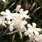 Winter Jasmine (Jasminum polyanthum)