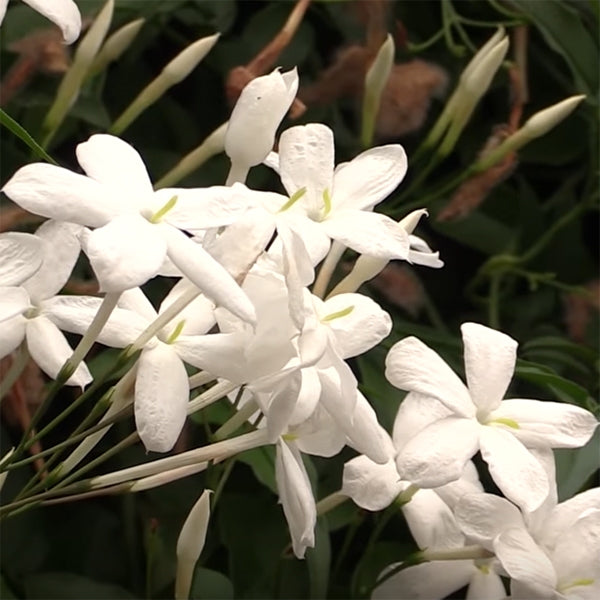 Winter Jasmine (Jasminum polyanthum)