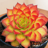 Hens & Chicks