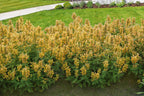 Agastache Poquito™ ‘Butter Yellow’ PPAF (Agastache hybrid)