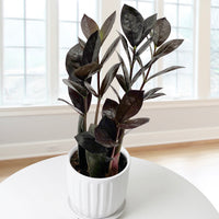 ZZ Plants